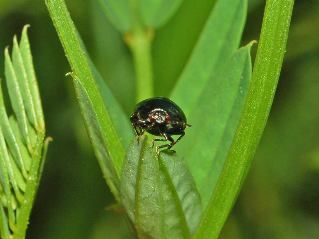 Coptosoma scutellatum